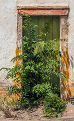 Wall Mural - Porte de maison abandonnée envahie par la végétation à Alferrarede, Ribatejo, Portugal