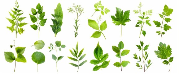 Wall Mural - Plant botanicals of tropical green leaves on transparent png background, varying from various plants.