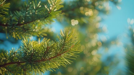 Aufkleber - A close-up view of a pine tree with a blue sky in the background, ideal for use in nature-inspired designs or as a symbol of simplicity