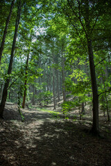 path in the forest