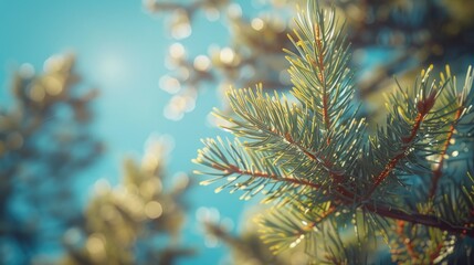 Poster - A close-up shot of a pine tree's silhouette against a clear blue sky, great for use as a simple design element or to add some natural beauty to your project