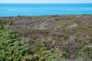 Poster - Joli paysage de la côte bretonne depuis le sentier de randonnée GR34 du cap d'Erquy - Bretagne France