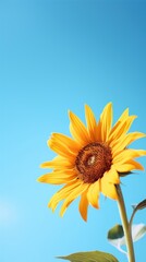 Sun flower against a clear sky nature sunflower outdoors.