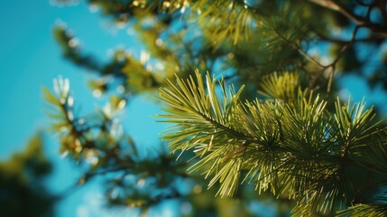 Aufkleber - A detailed view of a pine tree's bark and needles against a bright blue sky