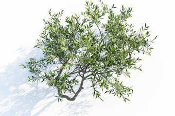 Poster - A small tree with green leaves on a white surface, great for use in nature-inspired designs or as a symbol of growth and renewal