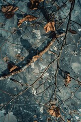 Poster - A tree covered in colorful autumn leaves