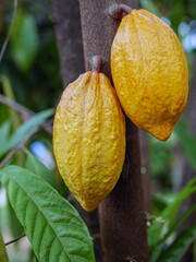 Wall Mural - Yellow Cacao pods grow on trees. Ripe cacao fruits, There are many ripe cacao fruits all over the tree. plant cocoa fruit plantation