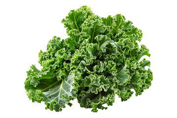 Wall Mural - Fresh green curly kale salad leaf isolated on a white background.