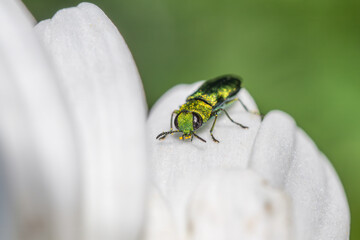 Wall Mural - jewel beetle - Anthaxia nitidula, beautiful green metallic beetle from European meadows and grasslands, Zlin, Czech Republic.