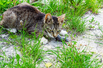 Gray domestic cat with white paws caught mouse in field. Cat is lying and looking at dead mouse.