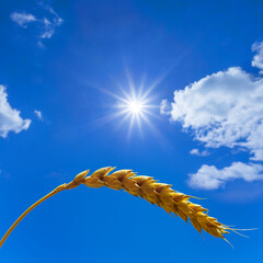 Wall Mural - closeup golden wheat ear on sunny blue sky background