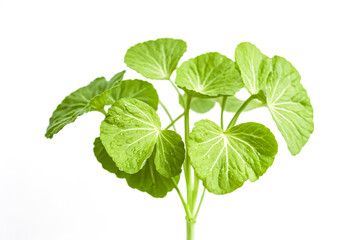 Poster - Green Plant with Water Drops on Leaves