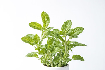 Sticker - Fresh Mint Plant on White Background