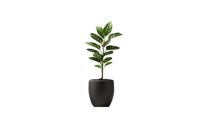 Wall Mural - flowerpot cutout. green plant on transparent background