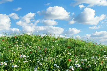 Wall Mural - Green hill of grass with small red and white flower sky countryside asteraceae.