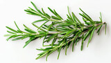 Fototapeta Lawenda - Fresh Rosemary Sprig on a White Background