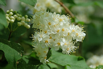 Wall Mural - The dainty white flowers of Sorbus aucuparia, or Rowan tree.