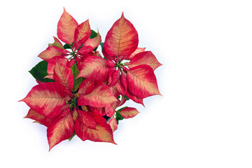 Wall Mural - christmas decoration. flowers of red pink poinsettia on white background with space for text. top vi