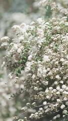 Wall Mural - vertical video, romantic flowering bush in spring garden, close up. white blooming branches wind swa