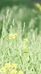 Wall Mural - vertical video, bright green field of wild grass, yellow flowers in sunny summer. clean ecology of m