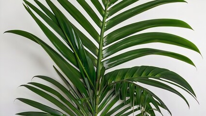palm tree leaves