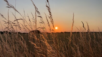  sunset in the field meadow, landscape barley , wheat  fields, cereal harvest farming 