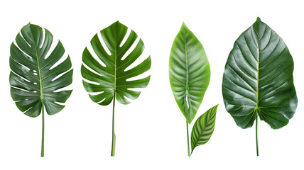 Wall Mural - green leaves isolated on white