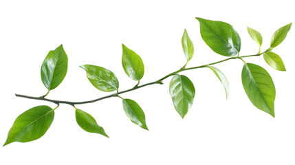 Wall Mural - Branch green leaves isolated on white background