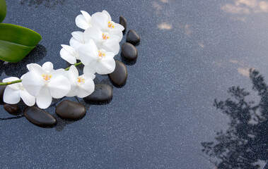 Wall Mural - White orchid flowers and black spa stones on the gray background.