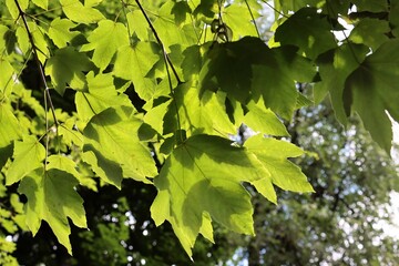 Wall Mural - green leaves of Sycamore maple tree