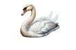 © CreativityMultiverse - Swan (JPG 300Dpi 10800x7200)