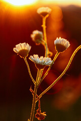 a pair of daisies macro on a forest background