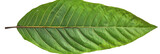 Green Leaf with Detailed Veins Illustration