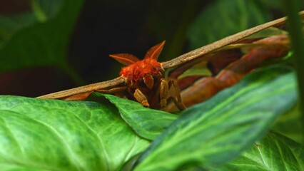 Wall Mural - Big atlas moth Attacus atlas perching on anthurium leaf, natural background