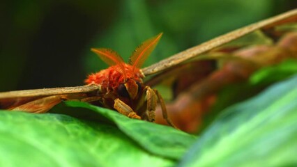 Wall Mural - Big atlas moth Attacus atlas perching on anthurium leaf, natural background