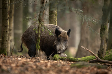 Wall Mural - wild boar in the winter forest. wild pig in bavarian national park. swine is looking for food.