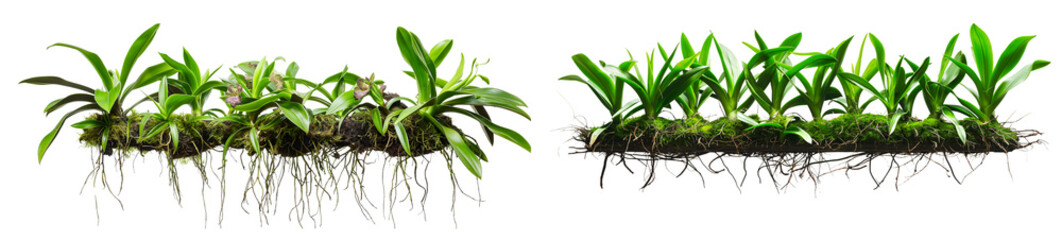 Poster - tropical plant bush isolated on transparent background