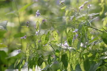 Lunaria rediviva. Beautiful light purple flowers. Lunaria annua, annual honesty flowers (Silver Dollar, Money Plant), flowering plant in the family Brassicaceae