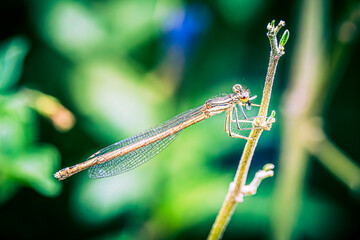 Canvas Print - close up of dragonfly