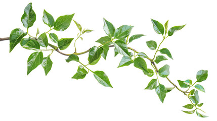 close-up of green plant branch with lush leaves isolated on white background. perfect for nature, ec