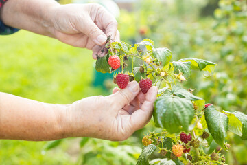 Wall Mural - Close-up of harvest of ripe raspberries in garden. Woman's hands picking berries from bush in wicker basket. High quality photo