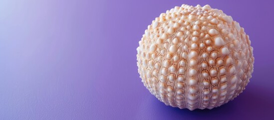 Canvas Print - Minimal summer composition featuring a sea urchin shell in soft natural hues set against a vibrant purple background with copy space image.