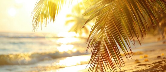 Poster - Sunlight highlights a palm tree on the beach with selective focus, ideal for a copy space image.