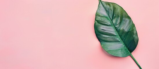Fototapete - Minimalist concept with a tropical leaf situated on a soft pastel backdrop in a flat lay composition with available copy space image.