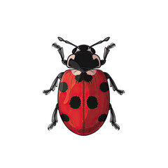 Wall Mural - Lady bug illustration isolated on white background