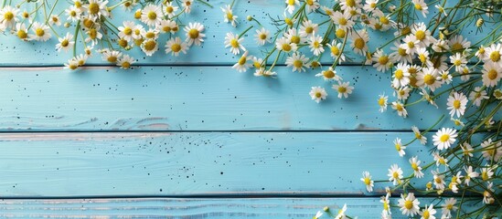 Poster - Festive blue wooden background with chamomile, copy space image.