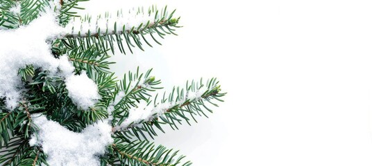 Poster - Image of a snow-covered spruce tree branch with vibrant green needles against a blank background for adding text or graphics - copy space image.