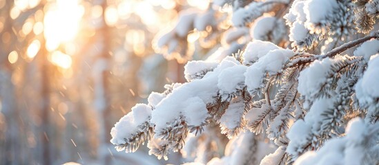 Poster - Close-up image showcasing beautiful snow-covered spruce branches on a sunny day in a winter forest landscape in Finnish nature, ideal for a copy space image.