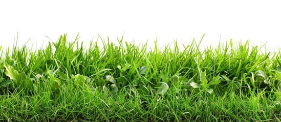 Poster - Isolated white background with fresh green grass providing copy space image.