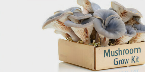 Wall Mural - Indoor mushroom grow kit with fresh blue oyster mushrooms in a simple box isolated on gray background. Concept: home gardening, sustainable living, DIY, modern trendy healthy food. Copy space